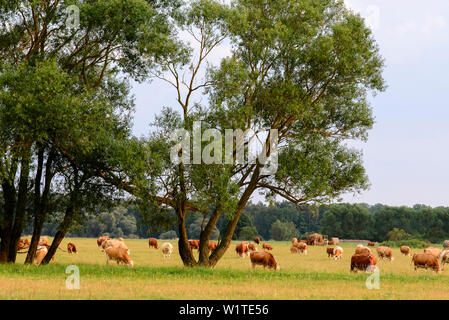 Landscape with cows in Lieper Winkel, Usedom, Ostseeküste, Mecklenburg-Western Pomerania, Germany Stock Photo