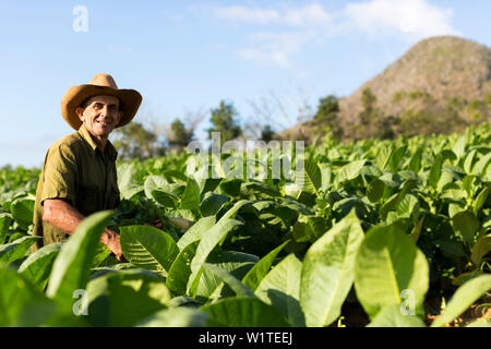 Tobacco farmer, Mogotes and tobacco fields in Vinales, climbing region, loneliness, beautiful nature, family travel to Cuba, parental leave, holiday, Stock Photo