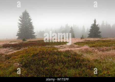 Common bent (agrostis capillaris) on the meadows of Ruckowitzschachten, forest in mist at the hiking path to Großer Falkenstein, Bavarian Forest, Bava Stock Photo