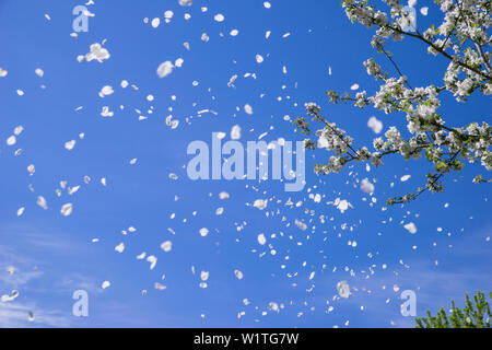 Apple tree petals fly gently in the wind on a sunny spring day with blue sky, Kassel, Hesse, Germany, Europe Stock Photo