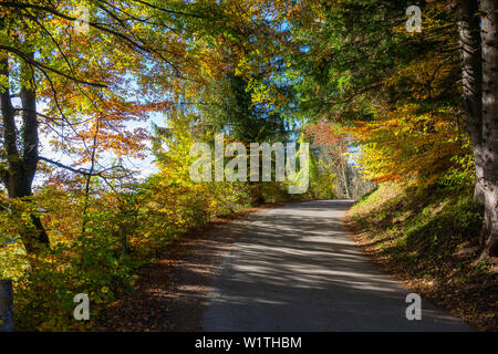 road in mixed forest in autumn, Fagus sylvatica, Upper Bavaria, Germany, Europe Stock Photo
