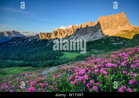 Alpine roses in blossom in front of Monte Cristallo, Croda di Lago and Monte Formin, Dolomites, UNESCO World Heritage Site Dolomites, Venetia, Italy Stock Photo