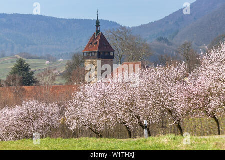 Almond blossom in the Palatinate Forest, Frankweiler, Palatinate, Rhineland-Palatinate, Germany, Europe Stock Photo