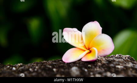 Stillife with plumeria on a rock Stock Photo