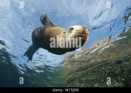Female California Sea Lion, Zalophus californianus, La Paz, Baja California Sur, Mexico Stock Photo