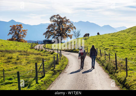 hiking trail in autumn, Oak trees, Quercus robur, Alps, Upper Bavaria, Germany, Europe Stock Photo