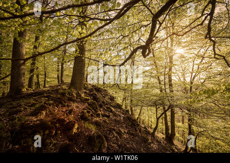 UNESCO World Heritage Old Beech Groves of Germany, Kellerwald Edersee National Park, Hesse, Germany Stock Photo