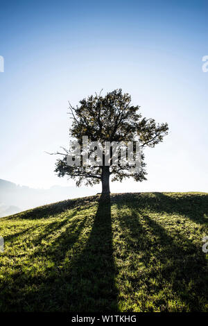 Solitary oak, English oak (Quercus robur) in autumn, Freiburg im Breisgau, Black Forest, Baden-Württemberg, Germany Stock Photo