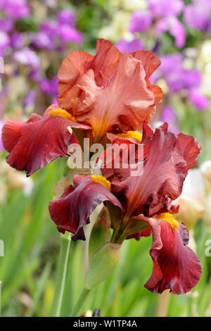 Iris ‘Red Kite’ Tall bearded iris in flower in May. Bred by Bryan Dodsworth Stock Photo