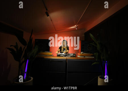 Blonde woman DJ playing and mixing vinyls in dark music club in the night. Stock Photo