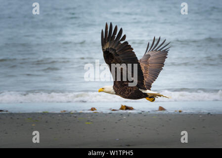 bald eagle in flight, Kenai Peninsula, Alaska, USA Stock Photo