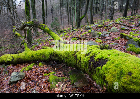 dead tree covered with moss, Germany, Europe Stock Photo