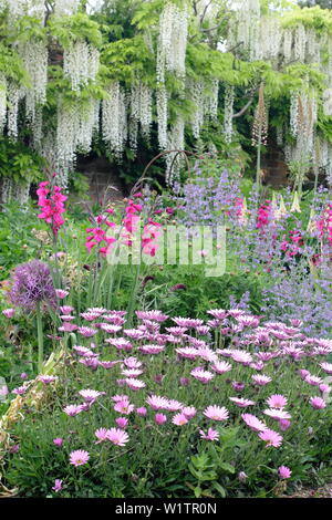 White Japanese wisteria, lunaria annua, peonies and alliums iin the Walled West Garden border in May, Doddington Hall and Gardens, Lincolnshire, UK. Stock Photo