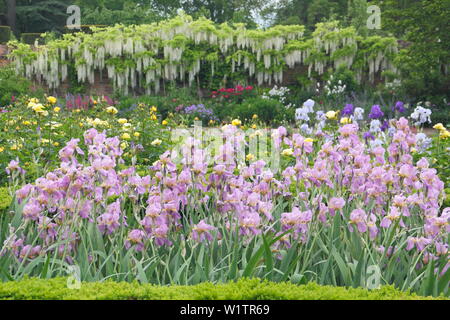 Iris in parterres looking to a deep border with wisteri Alba in the Walled West Garden at Doddington Hall and Gardens, Lincolnshire, England, UK. May Stock Photo