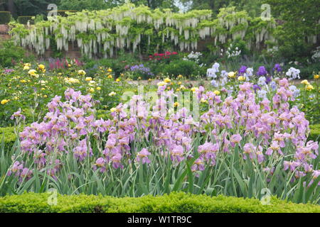 Iris in parterres looking to a deep border with wisteri Alba in the Walled West Garden at Doddington Hall and Gardens, Lincolnshire, England, UK. May Stock Photo