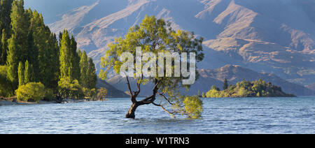 Lone tree of Lake Wanaka, Otago, South Island, New Zealand, Oceania Stock Photo