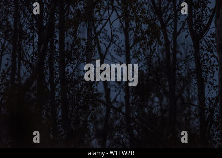 Forest, silhouette of birch trees in the morning, Autumn, fehrbellin, linum, Brandenburg, Germany Stock Photo
