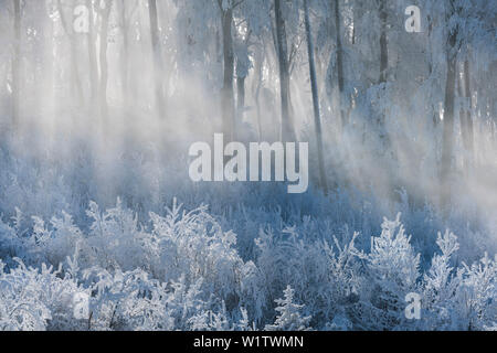 Raureif in the Wienerwald, Badener Lindkogel, Lower Austria, Austria Stock Photo