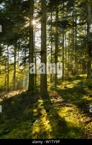 Spruce forest in autumn, backlight, rays of sunshine, Feldberg, Black Forest, Baden-Wuerttemberg, Germany Stock Photo