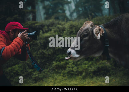 Photographer is scrapping cow, E5, Alpenüberquerung, 4th stage, Skihütte Zams,Pitztal,Lacheralm, Wenns, Gletscherstube, Zams to Braunschweiger Hütte, Stock Photo