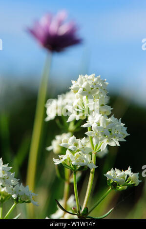 Wildflowers in landscape of Stora Alvar on Oeland, Schweden Stock Photo