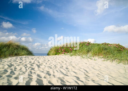 Dune path at the German North Sea, Wattenmeer National Park, Schillig, Wangerland, Landkreis Friesland, Lower Saxony, Germany Stock Photo