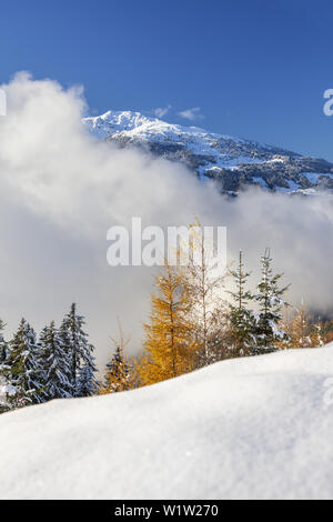 Mountain forest in the Zillertal Alps with view to the Tuxer Alps, Ramsberg, Hippach, Zell am Ziller, Tirol, Austria, Europe Stock Photo