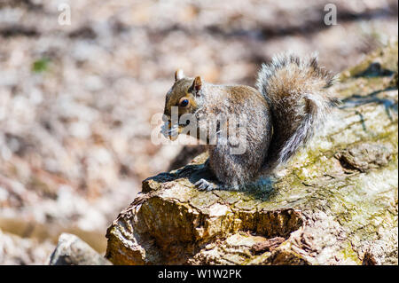 Gray squirrel sitting on log holding nut in paws, in Ontario, Canada. Stock Photo