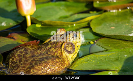 American Bullfrog (Lithobates catesbeianus)  Colorado,USA Stock Photo