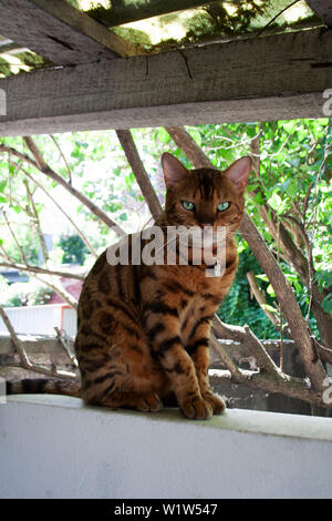 Bengal cat sitting in the backyard garden on a summer day Stock Photo