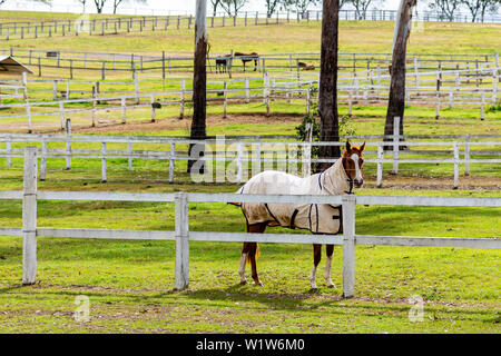 Horses on a Farm or Horse Stud in Rural Australia Stock Photo