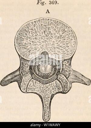 Spinal cord anatomy, illustration. These transverse (axial) cross ...