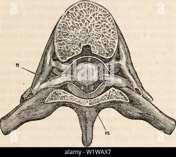 Spinal cord anatomy, illustration. These transverse (axial) cross ...