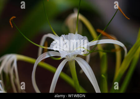 White Spider lily flower, Hymenocallis. Yucatan, Mexico. Stock Photo