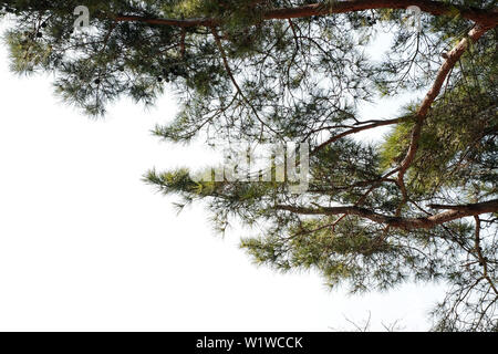 Pine tree branch ( Pinus merkusii ) isolated on white background Stock Photo