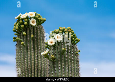 Saguaro Cactus Flowers on top against sky Stock Photo