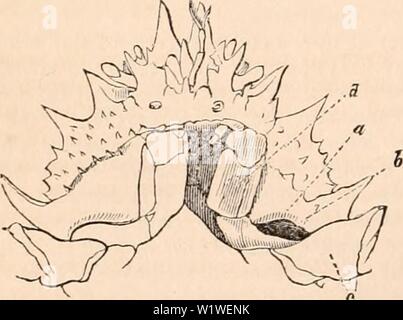 Archive image from page 795 of The cyclopædia of anatomy and. The cyclopædia of anatomy and physiology  cyclopdiaofana01todd Year: 1836 Fig. 428. Branchial cavity of the Mqja Squinado laid open. a, branchiae ; b, vault of the flancs ; c, carapace ; d, efferent duct; e, valve. the carapace. This last part of the walls of the branchial cavity presents an epidermic layer of extreme thinness, but covering a thick and shaggy membrane, the texture of which is found to vary, as we shall see by-and-by. The cavity thus formed communicates ex- ternally by two passages, the one destined for the entrance, Stock Photo