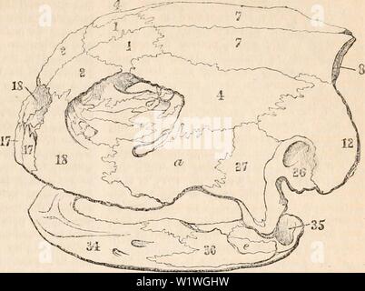 Archive image from page 924 of The cyclopædia of anatomy and. The cyclopædia of anatomy and physiology  cyclopdiaofana03todd Year: 1847 OSSEOUS SYSTEM. (COMP. AN.T.) 835 attached to the extremity of the upper poition of one of the thiee last branchial arches. Condition oft/icos liyoidcs in Reptiles.—The condition of the os hyoides in a per- fect Reptile is very simple when compared with that of the Fish, or even, as is most strikingly apparent in the amphibious Reptilia, with that which it exhibits previous to the accomplish- ment of the metamorphosis which changes the mode of respiration fro Stock Photo