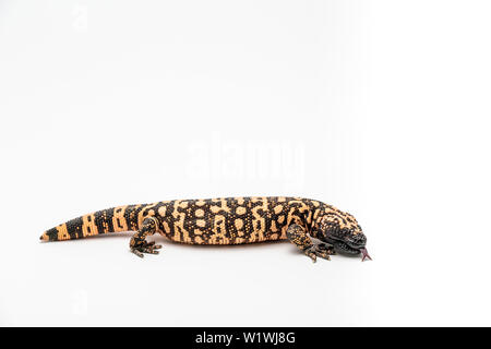 Gila Monster Heloderma suspectum isolated on white background. Stock Photo