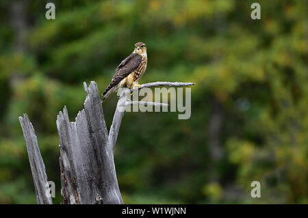 A Merlin falcon "Falco columbarius", sits perched on a dead tree branch at the Beaver boardwalk in Hinton Alberta,Canada. Stock Photo