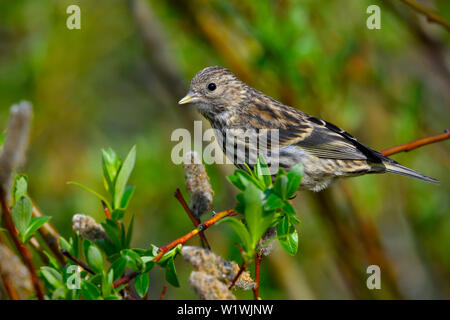 A side view of a Pine Siskin "Carduelis pinus",  perched on a willow tree branch in a forested habitat in rural Alberta Canada Stock Photo