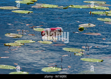 A plastic soda pop bottle floating between the lilly pads on a small lake in rural Alberta Canada. Stock Photo