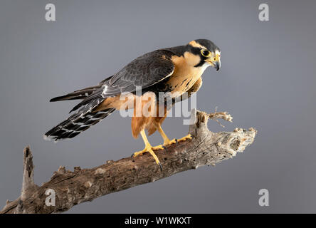 Aplomado Falcon Perched Stock Photo