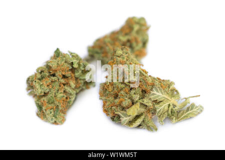 Cannabis Sativa, Dried Cannabis Flower, Cannalope Haze Strain Stock Photo