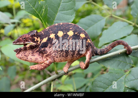 Female Panther Chameleon Furcifer pardalis Madagascar Stock Photo