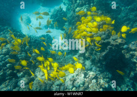 Yellow Tang ( Zebrasoma flavescens) on coral in Honaunay Bay, Hawaii Stock Photo