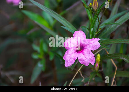 Pink flower or Ruellia squarrosa (Fenzi) Cufod  in garden. Stock Photo