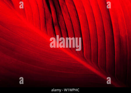 Leaf in dark red neon light. Abstract floral trend background. Copy space Stock Photo