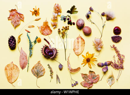 Background creative of yellow dry leaves, acorn, walnut, flowers. Stock Photo