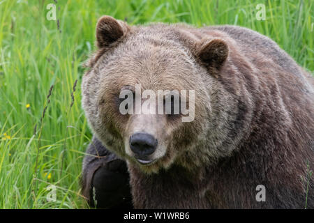 Grizzly bear emerging from the woods. Stock Photo